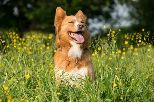 Dream meaning dog biting woman's clothes & not letting go