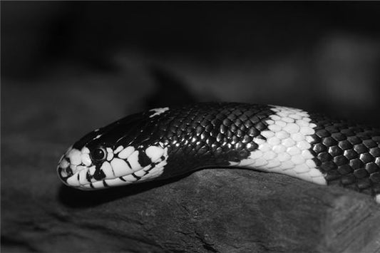 Dream meaning snake biting a woman's hand