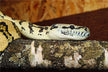 Dream meaning woman chased & bitten by snake