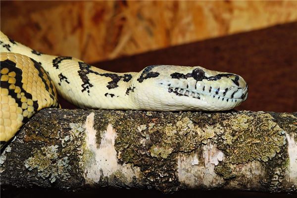 Dream meaning woman chased & bitten by snake