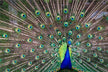 Dream meaning woman sees peacock spreading tail
