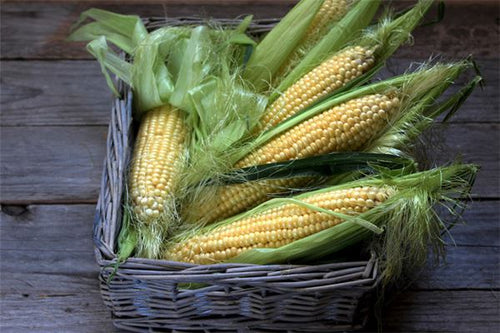 Dream of Abundant Corn - Omen of Harvest