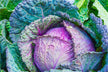 Dream of Chinese Cabbage - Financial Omen?