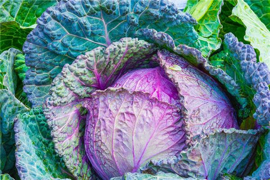 Dream of Chinese Cabbage - Financial Omen?