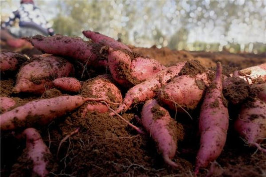Dream of Digging Sweet Potatoes - Omen of Unearthing Value