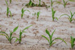 Dream of Green Corn Field - Omen of Growth