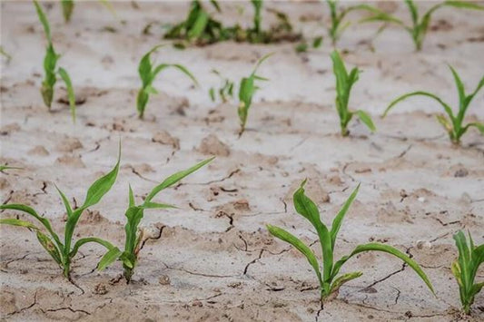 Dream of Green Corn Field - Omen of Growth