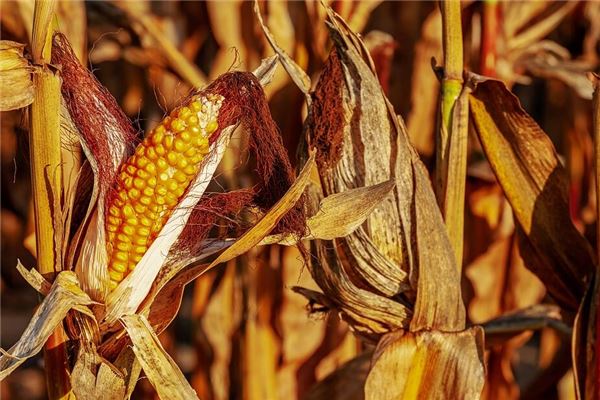Dream of Harvesting Corn - Omen of Reward