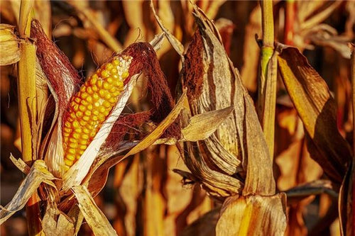 Dream of Harvesting Corn - Omen of Reward