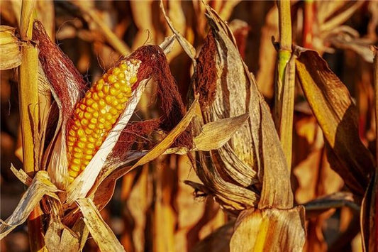 Dream of Harvesting Corn - Omen of Reward