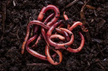 What Omen Does It Signify to Dream of Many Earthworms?
