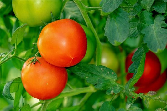 Dream of Picking Ripe Tomatoes - Omen of Success？