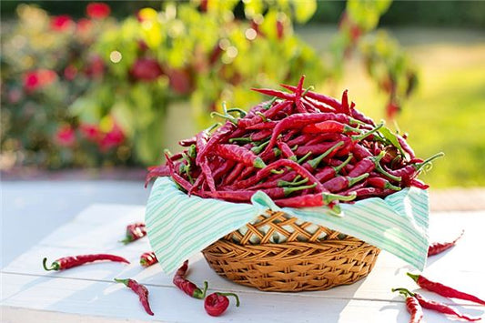 Dream of Red Chilies - Omen of Passion & Vitality