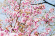 Dream of a Blooming Tree - Omen of Abundant Joy