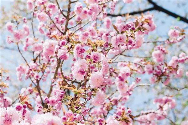 Dream of a Blooming Tree - Omen of Abundant Joy