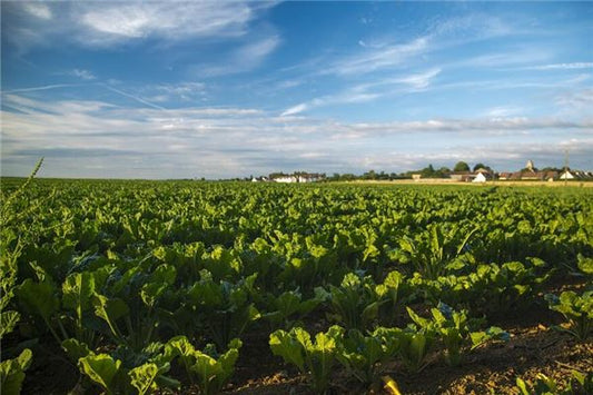 Dream of a Green Vegetable Plot - Omen of Growth