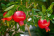 Dream of a Pomegranate Tree - Omen of Fertility?