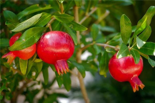 Dream of a Pomegranate Tree - Omen of Fertility?