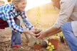 Dream of planting seedlings — omen?
