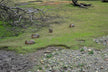 Dream omen animals entering home