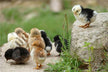Dream omen chicks running all over the ground