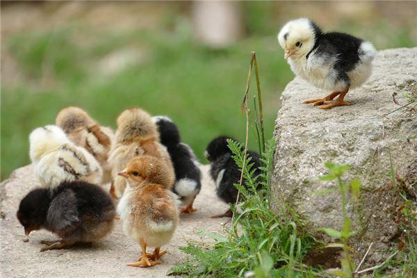 Dream omen chicks running all over the ground
