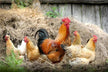 Dream omen - fleeing a chicken chase