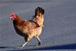 Dream omen of a chicken pouncing and pecking