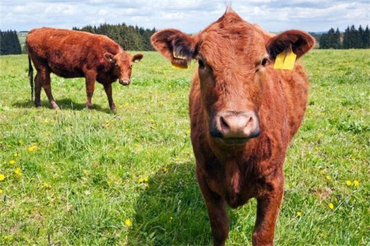 Dream omen - ox charges fright without harm
