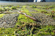 Dream omen pulling earthworms out of your own body?