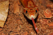 Dream omen snake crawls into bed wakes you in fright
