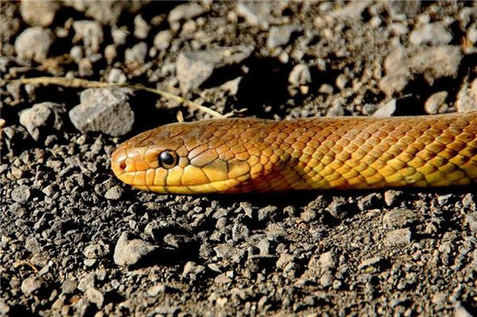Dream omen snake killed with blood