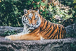 Dream omens - narrowly escaping a tiger