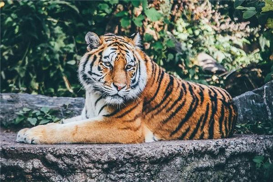 Dream omens - narrowly escaping a tiger