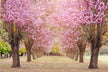 Dreaming of A row of tall straight trees — omen?