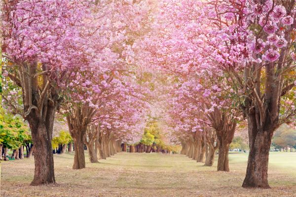 Dreaming of A row of tall straight trees — omen?