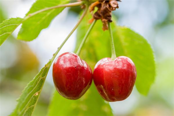 Dreaming of Cherries - Sweet Omen for Mother & Child