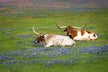 Dreaming of a cow in pregnancy - boy or girl?