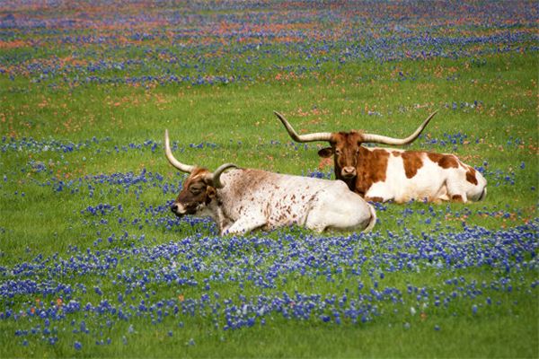 Dreaming of a cow in pregnancy - boy or girl?