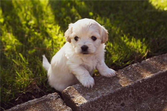 Dreaming of a dog giving birth an auspicious omen