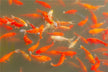 Dreaming of a pond full of fish what does it mean