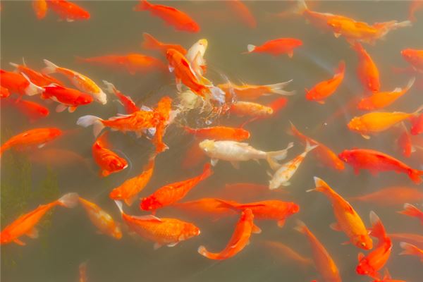 Dreaming of a pond full of fish what does it mean