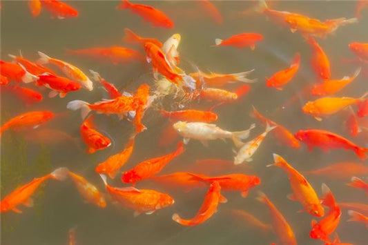 Dreaming of a pond full of fish what does it mean