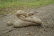Dreaming of a snake thrown at you — Omen