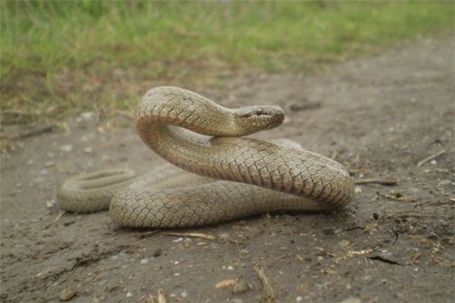 Dreaming of a snake thrown at you — Omen