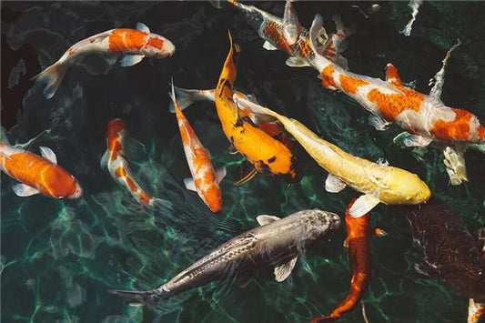 Dreaming of abundant fish - Omens?