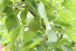Dreaming of apricot tree laden with green apricots — omen?