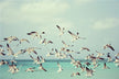 Dreaming of flocks of birds in the sky - meaning?