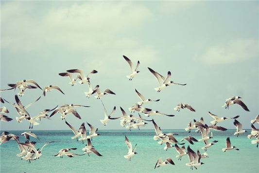Dreaming of flocks of birds in the sky - meaning?
