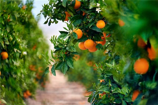 Dreaming of fruit-laden tangerine tree — omen?